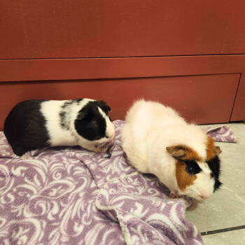 Rescue Guinea Pig Guinea Pigs for Adoption - Gumball & Sprout | PetCurious